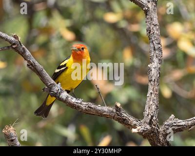 Un Western Tanager coloré en Arizona Banque D'Images