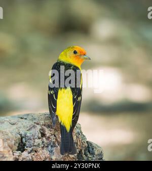 Un Western Tanager coloré en Arizona Banque D'Images