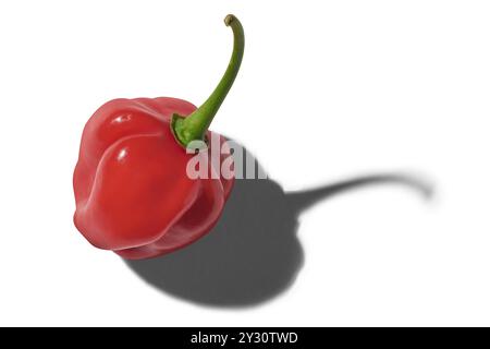 piment rouge vif avec des ombres dures fond blanc isolé, gros plan de l'épice la plus chaude avec l'ingrédient culinaire de saveur de peau fossée ridée Banque D'Images