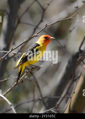 Un Western Tanager coloré en Arizona Banque D'Images