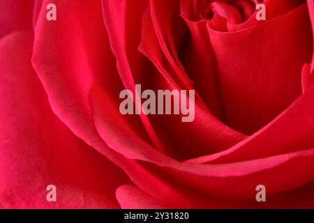 gros plan paysage d'une rose rouge Banque D'Images