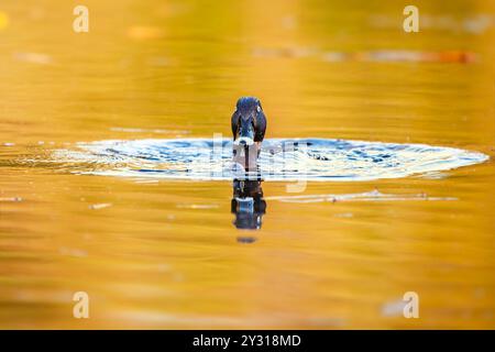 Le canard à tête dure, également connu sous le nom de canard aux yeux blancs, est le seul véritable canard plongeur trouvé en Australie. Banque D'Images