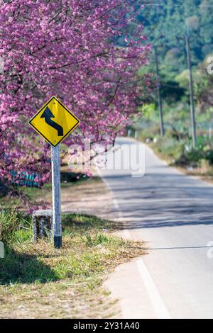 Des panneaux d'avertissement de voyage sont placés sur le côté de la route parmi les arbres de banlieue, comme Wild Himalaya Cherry, lorsque les arbres Sakura sont en pleine floraison rose Banque D'Images