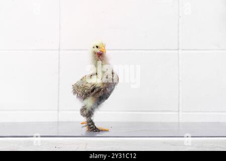 White Chick est debout sur la table gris violet dans la lumière extérieure. Banque D'Images