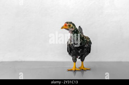 Black Chick est debout sur la table gris violet dans la lumière extérieure. Banque D'Images