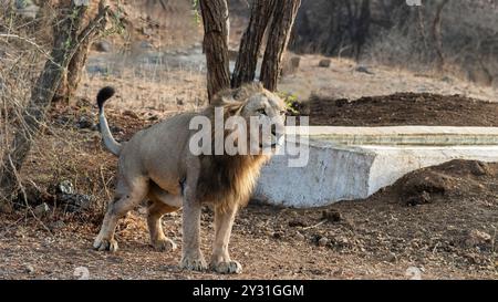 Le roi de la forêt, un magnifique Lion. Les lions Gir, trouvés dans la forêt de Gir en Inde, sont en voie de disparition. Ils sont uniques pour leur crinière noire et leur grande taille Banque D'Images