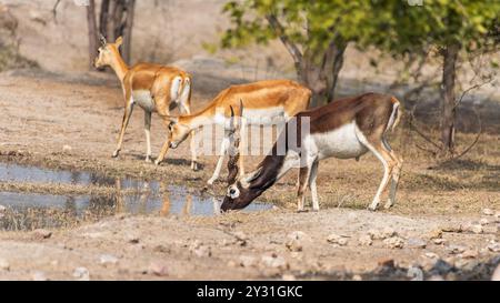 Un mignon Blackbuck eau potable. Les BlackBucks sont des antilopes avec une fourrure noire distinctive. On les trouve en Inde et au Pakistan. Banque D'Images