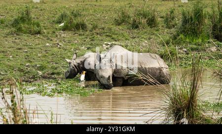 Magnifique mère Rhino et son petit mignon profitant d'une séance de baignade. Les rhinocéros à corne simple sont de grands herbivores que l'on trouve en Inde et au Népal. Banque D'Images