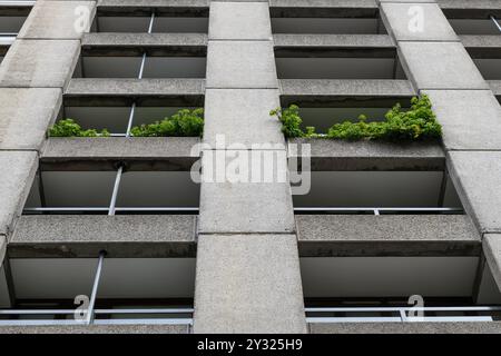 Les plantes poussent sur le balcon de la tour Cromwell, qui est l'un des trois blocs de tour de 42 étages qui font partie du domaine Barbican. C'était comp Banque D'Images