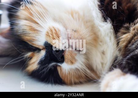 Un beau chat calico est confortablement allongé sur le dos, reposant paisiblement avec ses yeux fermés d'une manière délicieuse et sereine Banque D'Images