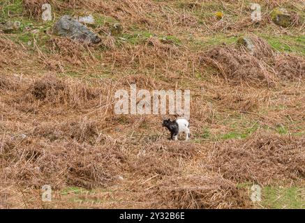 Chèvre sauvage (enfant) à la recherche de sa mère parmi les bracken, Talnotry Scotland UK. Avril 2024 Banque D'Images