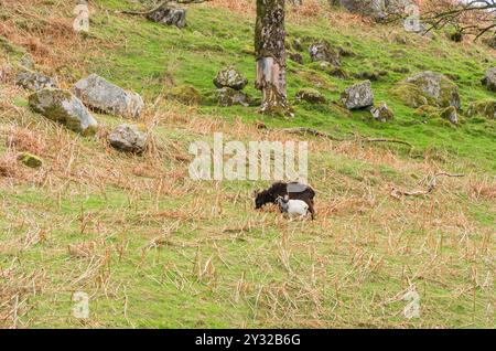 Mère et jeune (enfant) chèvre sauvage sur une colline à Talnotry Scotland UK. Avril 2024 Banque D'Images