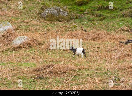 Chèvre sauvage (enfant) à la recherche de sa mère parmi les bracken, Talnotry Scotland UK. Avril 2024 Banque D'Images