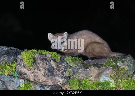 Martre de pin mâle adulte (Martes martes) regardant vers la caméra depuis un mur de pierre recouvert de mousse. Ringford Écosse Royaume-Uni. Avril 2024 Banque D'Images