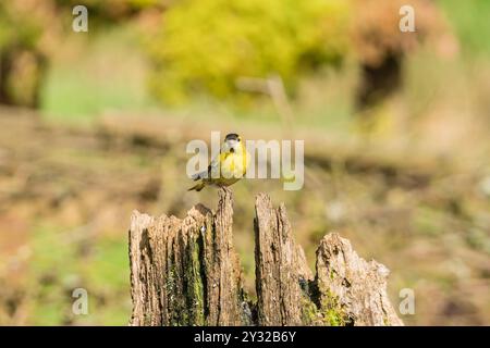 Siskin mâle adulte (Carduelis spinus) perché sur une souche d'arbre en décomposition. Ringford Écosse Royaume-Uni. Avril 2024 Banque D'Images