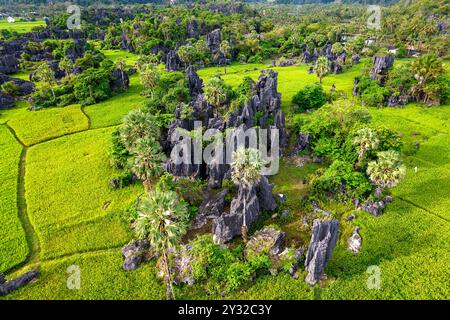 Belle forêt de pierre connue comme karst situé au milieu des rizières et des palmiers à Rammang Rammang, Sulawesi, roches calcaires érodées, végétation tropicale Banque D'Images