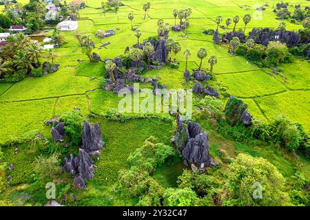 Belle forêt de pierre connue comme karst situé au milieu des rizières et des palmiers à Rammang Rammang, Sulawesi, roches calcaires érodées, végétation tropicale Banque D'Images