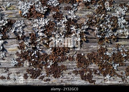 vieille planche grise non peinte recouverte de lichens Banque D'Images