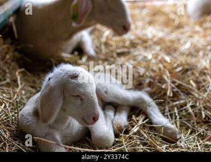 Agneau nouveau-né paisible couché sur du foin confortable dans une grange à côté de sa mère mouton Banque D'Images