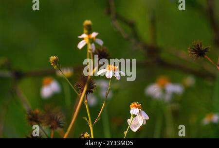 Vue des fleurs de Bidens alba fleurissant avec un fond flou de nature. une des fleurs que les abeilles et les papillons aiment. Banque D'Images