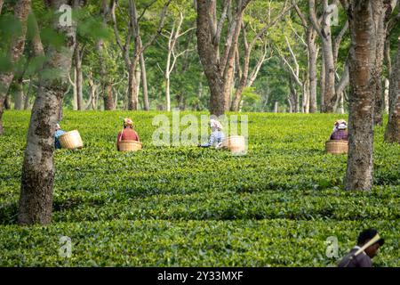 Femmes cueillant des feuilles de thé dans un jardin de thé de l'Assam 1 Banque D'Images