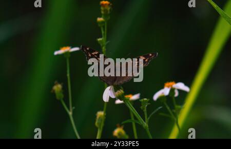 Un papillon noir avec le nom scientifique Hypolimnas bolina perché sur une fleur Banque D'Images