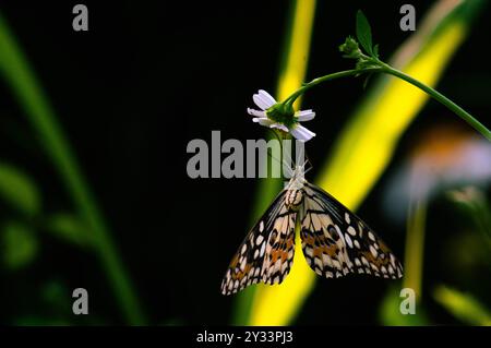 Un papillon noir avec le nom scientifique Hypolimnas bolina perché sur une fleur Banque D'Images