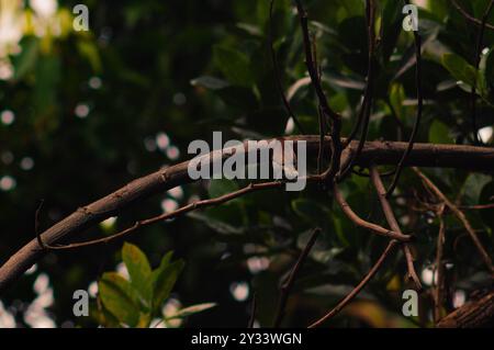 Oiseau bondol javanais (Lonchura leucogastroides) perché sur une branche d'arbre Banque D'Images