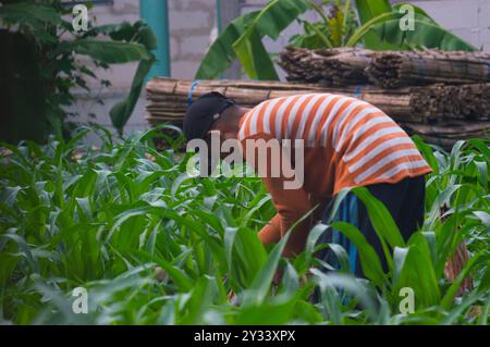 Gresik, Indonésie, 20 janvier 2024 - un agriculteur houille dans le jardin Banque D'Images