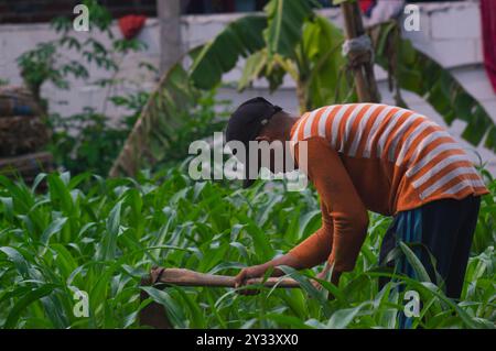 Gresik, Indonésie, 20 janvier 2024 - un agriculteur houille dans le jardin Banque D'Images