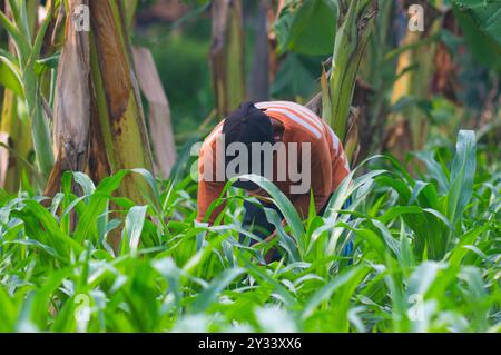 Gresik, Indonésie, 20 janvier 2024 - un agriculteur houille dans le jardin Banque D'Images