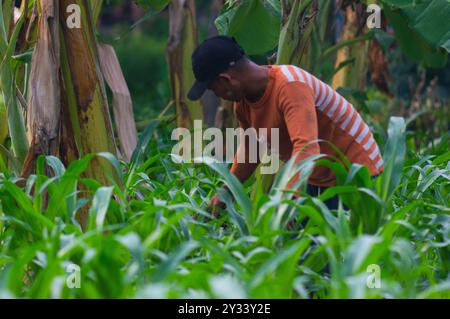 Gresik, Indonésie, 20 janvier 2024 - un agriculteur houille dans le jardin Banque D'Images