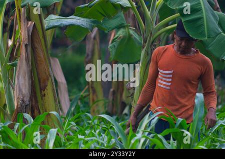 Gresik, Indonésie, 20 janvier 2024 - un agriculteur houille dans le jardin Banque D'Images