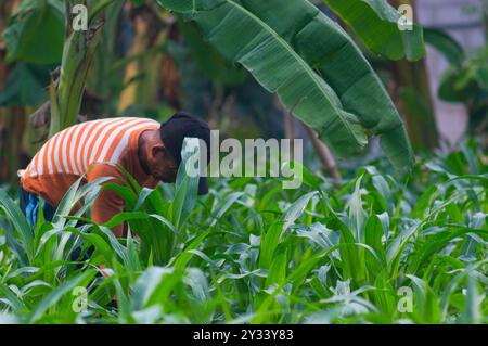 Gresik, Indonésie, 20 janvier 2024 - un agriculteur houille dans le jardin Banque D'Images