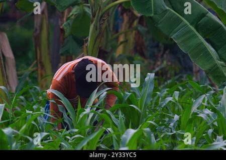 Gresik, Indonésie, 20 janvier 2024 - un agriculteur houille dans le jardin Banque D'Images