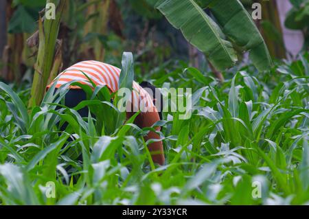 Gresik, Indonésie, 20 janvier 2024 - un agriculteur houille dans le jardin Banque D'Images