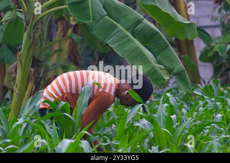 Gresik, Indonésie, 20 janvier 2024 - un agriculteur houille dans le jardin Banque D'Images