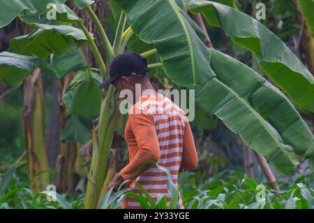 Gresik, Indonésie, 20 janvier 2024 - un agriculteur houille dans le jardin Banque D'Images