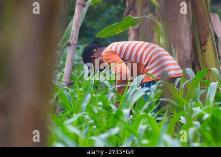 Gresik, Indonésie, 20 janvier 2024 - un agriculteur houille dans le jardin Banque D'Images