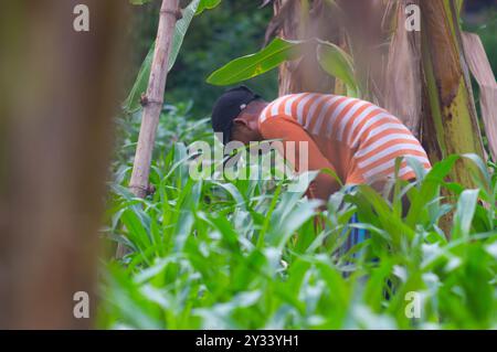 Gresik, Indonésie, 20 janvier 2024 - un agriculteur houille dans le jardin Banque D'Images