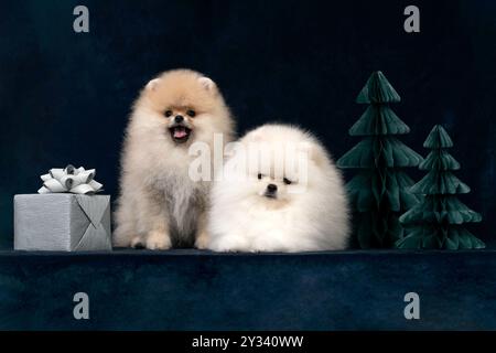 Deux chiots sur fond de Noël sombre avec des arbres et cadeau de vacances Banque D'Images