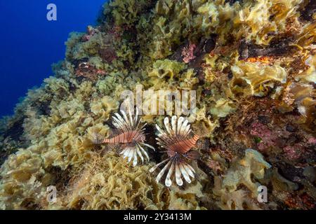 Canopée d'algues macro, Lobophora variegata, et poissons-lions, Pterois miles, Marmaris Turquie. Banque D'Images