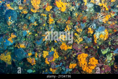 Habitat coralligène avec poissons-lions envahissants, Pterois miles, Fethiye-Gocek MPA dindon. Banque D'Images