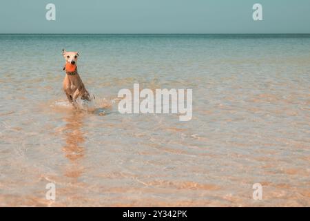 Un chien Whippet ludique courant dans l'eau peu profonde à la plage, éclaboussant et jouant comme il aime les vagues, avec une balle dans sa bouche. océan calme Banque D'Images