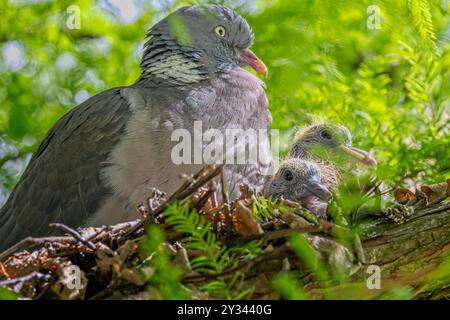 Gros plan d'un pigeon et de deux de ses poussins dans un nid dans un arbre à Warminster, Wiltshire, Royaume-Uni Banque D'Images