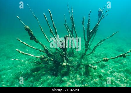 Photo sous-marine d'un arbre mort au fond de la carrière de Rummu. Banque D'Images