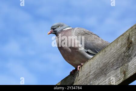 Un gros plan du Common Wood Pigeon, Columba palumbus Banque D'Images