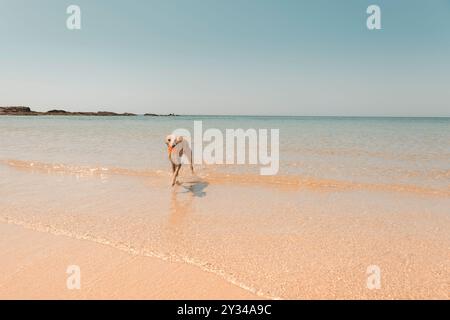Chien Whippet jouant aller chercher tout en courant dans l'eau de mer peu profonde, portant un ballon jouet sur une plage ensoleillée à Cornwall, Royaume-Uni Banque D'Images