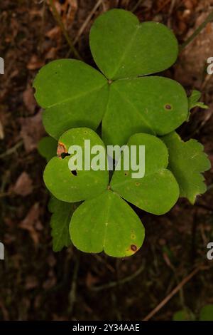 Gros plan d'un Wood-Sorrel, faux Shamrock, de la forêt pluviale de Quinault. Cet Oxalis est également connu sous le nom de sourgrass, et tout comme le trèfle à trois feuilles également Banque D'Images