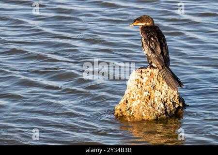 Cormoran à longue queue, Microcarbo africanus, perché sur un rocher dans un lac du parc national d'Amboseli, Kenya. Cet oiseau vigilant espère attraper un fis Banque D'Images